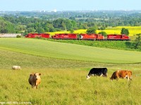 Bovine is not a railfan. Oshawa and Lake Ontario are off in the distance as T07 passes on the moraine. 1844hrs.