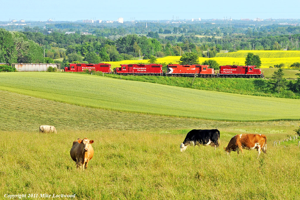 Bovine is not a railfan. Oshawa and Lake Ontario are off in the distance as T07 passes on the moraine. 1844hrs.