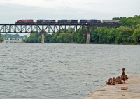 A mother and her little ducklings watch CP 626 roar across the Grand River with SLTH 5651+ CSXT 7915+ CSXT 5295+ CSXT 4520. 