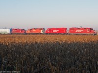 Early morning light reveals the new Havelock consist 3114, 3038, 3042 and switcher 8215 as the corn remains unharvested.