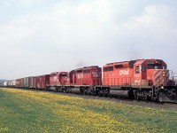SD40-2s in three different paint schemes lead an eastbound through the dandelions at Concession Street between Bowmanville and Newcastle, ON
