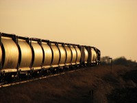CP 3130 on the head end begans to shove its 25 cars of empties into the elevator tracks at Redvers.