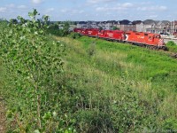 Chilling in the Burbs.A hogger has his legs out the window on a summer morning along the only Suburban stretch of the Havelock Sub West of Peterborough.Recently increased traffic to 8 passages per week and a snail pace speed means little disruption of Suburban life.