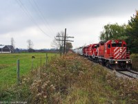 A pony grazes as T07 lumbers by in late Autumn in Ashburn Ontario.