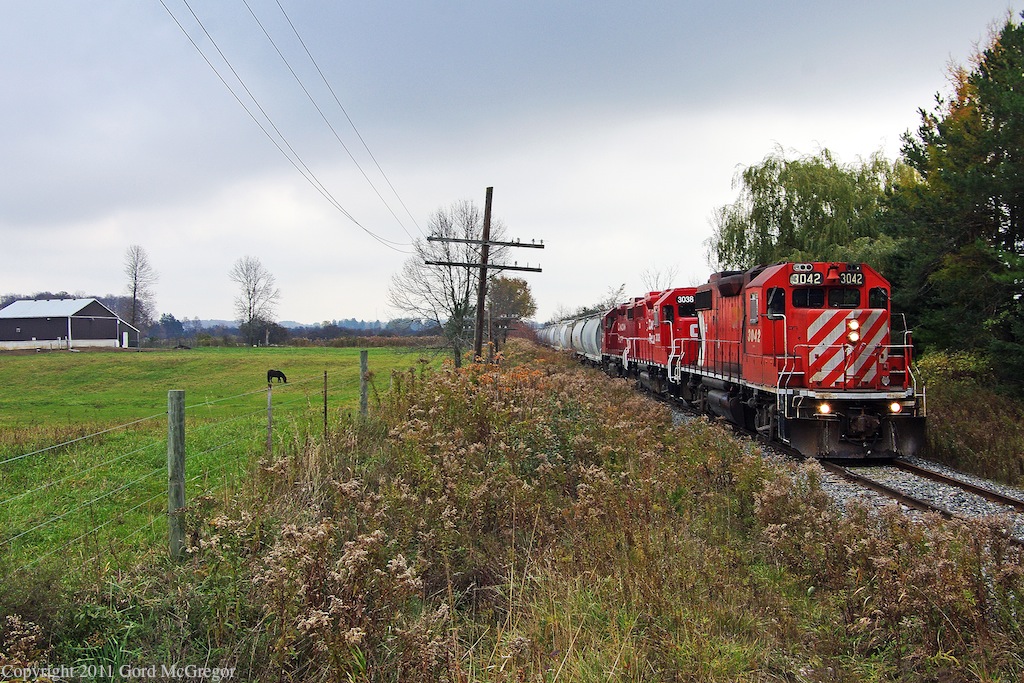 A pony grazes as T07 lumbers by in late Autumn in Ashburn Ontario.
