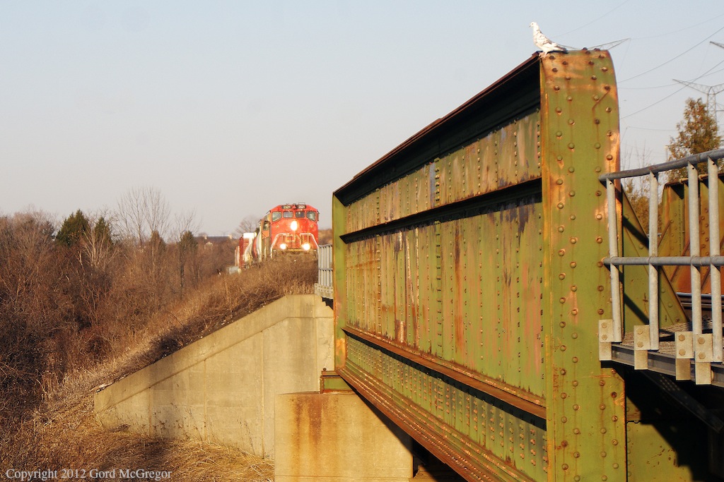 A pigeon sits quietly unaware of the oncoming Eastbound In Markham.