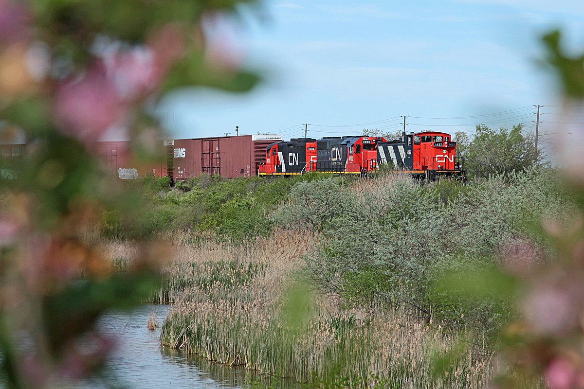 GMD1u CN 1437 along with GP38-2 4700 and GP9Rm 4018 pause on one of the leads from Oakville Yard to the Ford complex, framed by blossoming spring foliage.
