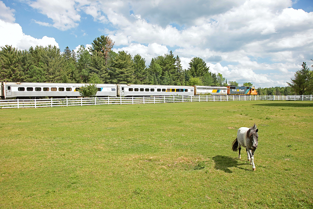 Completely unfazed by thye passage of ON 698 this tiny filly is more interested in greeting the photographer and getting a nose rub.