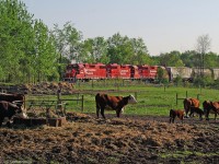 Cows pay no attention to passing T07 in Springville Ontario.