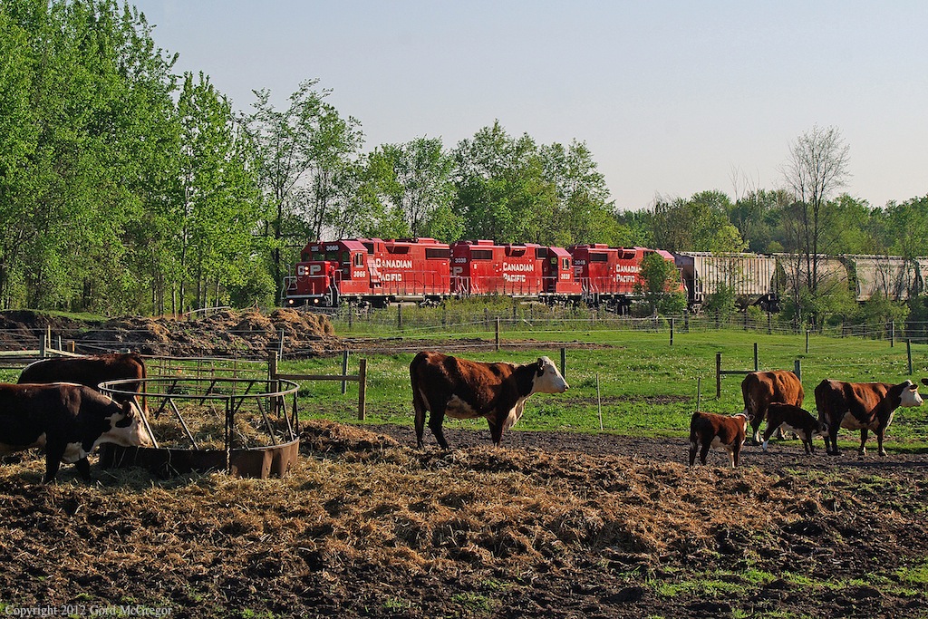 Cows pay no attention to passing T07 in Springville Ontario.