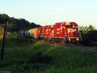 The end of a wonderful summer day as T07 gets a tight fit in the last pocket of light in Raglan Ontario.