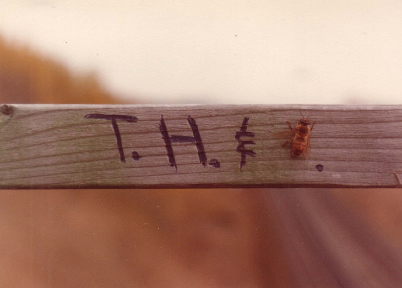 Getting late in the afternoon on a chilly day standing with a bunch of guys on a bridge which oversees the CN main and off to the left the CP. Boredom sets in because it is all quiet. A bee lands on the railing, the warmth of the sun keeping him active. I stepped in front of it, and the cooling off made him sluggish and this brain(sensored) came to mind. At least a half dozen guys took pictures of this.
After we moved away and it got the sun again, it managed to fly off. (the REAL TH&B managed to survive another 5 years after this picture was taken)
No insects were hurt in the production of this image. :o)