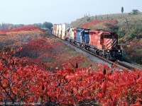 At the height of autumn glory, an equally colourful trio lead CP 2nd 500 near Wesleyville. CP 5629, HLCX 5015, and SOO 746. 1025hrs.