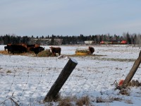 CN G840 passes a group of "lowing" cattle at Jelly as the crew aboard the CN 5609 East has recieved its yarding instructions from "CN Neebing Yard" to setoff it their headend 14 cars to a track at Neebing, the "slug": CN 255 behind the CN 2416 is to go to the Neebing Shop track and the balance of the train to yard into two tracks over in Port Arthur. 