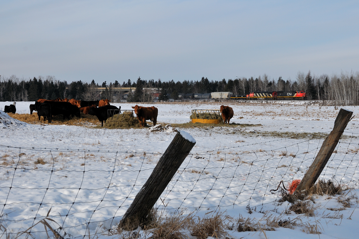 CN G840 passes a group of "lowing" cattle at Jelly as the crew aboard the CN 5609 East has recieved its yarding instructions from "CN Neebing Yard" to setoff it their headend 14 cars to a track at Neebing, the "slug": CN 255 behind the CN 2416 is to go to the Neebing Shop track and the balance of the train to yard into two tracks over in Port Arthur.