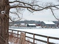 The sound of MLW's caress the morning air as 181's nose pokes out from between the barns with a healthy load of 20 cars for the industrial customers in Guelph.
