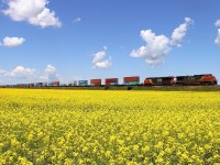 CN's Q198 rolls through a canola field on the east of Portage.