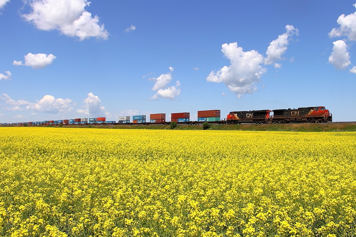 CN's Q198 rolls through a canola field on the east of Portage.
