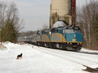 A runaway German Shepard seen shortly after losing an argument with the emergency horns on VIA 6440, as #2 blasts off from a station stop at Washago. 