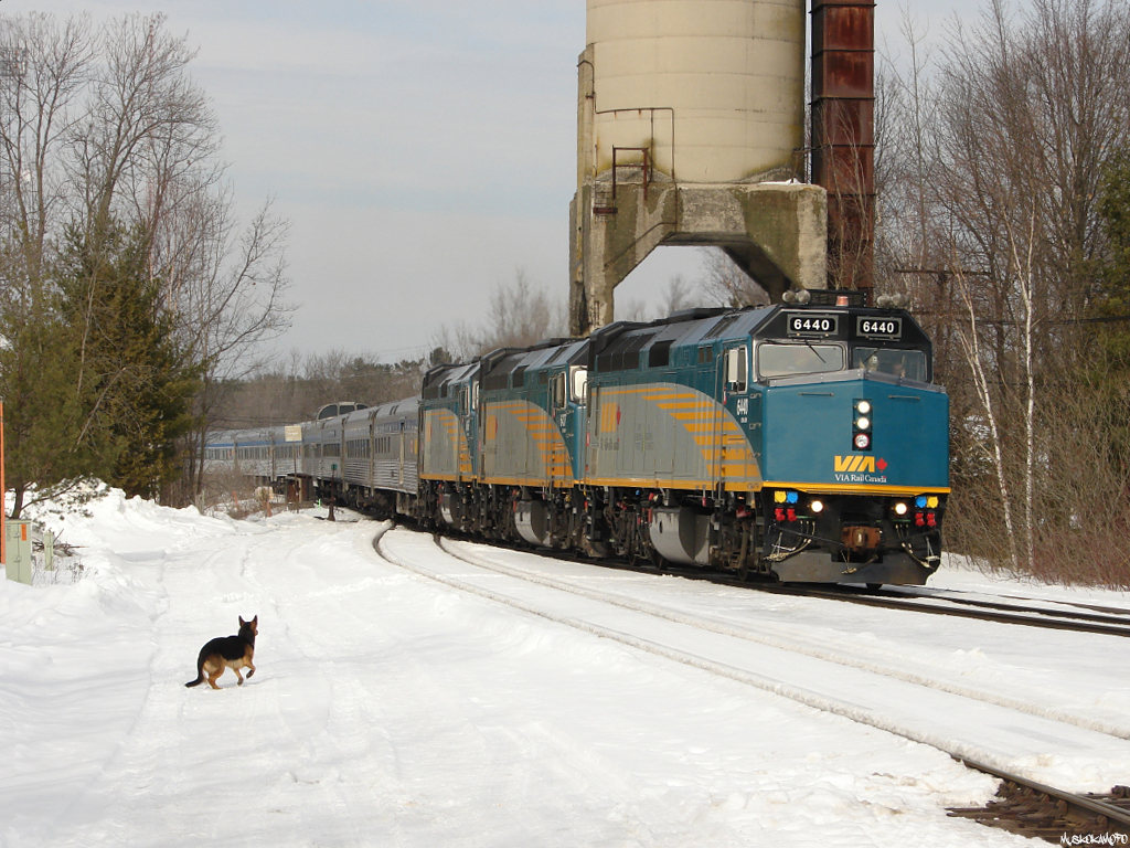 A runaway German Shepard seen shortly after losing an argument with the emergency horns on VIA 6440, as #2 blasts off from a station stop at Washago.