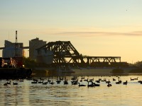 CN C772 is just about completed its cross country travel from the coal mines in northern Alberta to the coal terminal on the shore of Lake Superior. CN 2558 and CN 5800 guide the coal loads across the Jack Knife bridge while a flock of Canadian Geese take their morning bath in the Kaministiquia River.