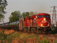CP 609 heads westward through Ringold as the sunset lights the scene and nature frames the train.