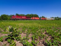 Typically a late night train, CP 247 makes an unusual afternoon appearance as it rolls northbound along the Hamilton Sub and through a soybean field on the way to Guelph Junction. Because of the trailing SD40-2s, which seem to be getting even more difficult to catch on the mainline these days, a chase to the Junction ensued.