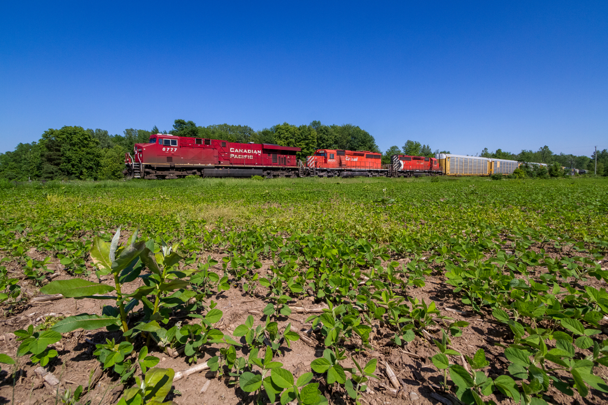 Typically a late night train, CP 247 makes an unusual afternoon appearance as it rolls northbound along the Hamilton Sub and through a soybean field on the way to Guelph Junction. Because of the trailing SD40-2s, which seem to be getting even more difficult to catch on the mainline these days, a chase to the Junction ensued.