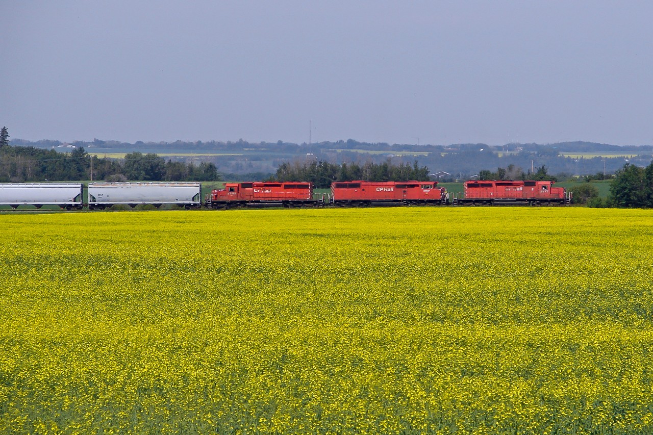 CP red across the canola fields.  In 2007 SD40-2's 5977, 9001 and 5999 haul grain cars north on CP's Scotford Sub in Strathcona County.