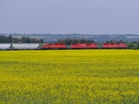 CP red across the canola fields.  In 2007 SD40-2's 5977, 9001 and 5999 haul grain cars north on CP's Scotford Sub in Strathcona County.