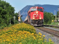 <B>Trains and flowers!</B> By a gorgeous summer day, CN 309 rolls on the North track on the Saint-Hyacinthe Subdivision.
