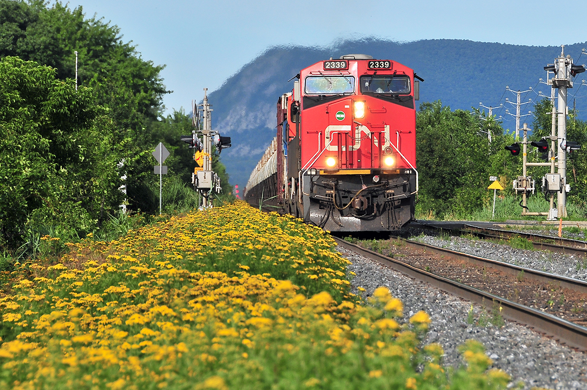 Trains and flowers! By a gorgeous summer day, CN 309 rolls on the North track on the Saint-Hyacinthe Subdivision.