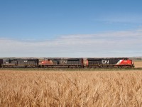 CN train 114 rolls through the golden wheat fields of the Alberta prairie. 