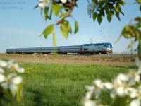 Spring is in the air and VIA Rail train 98 (Amtrak train 63 from New York City) is passing the blossoms of the Niagara Wine Region which are in full bloom.