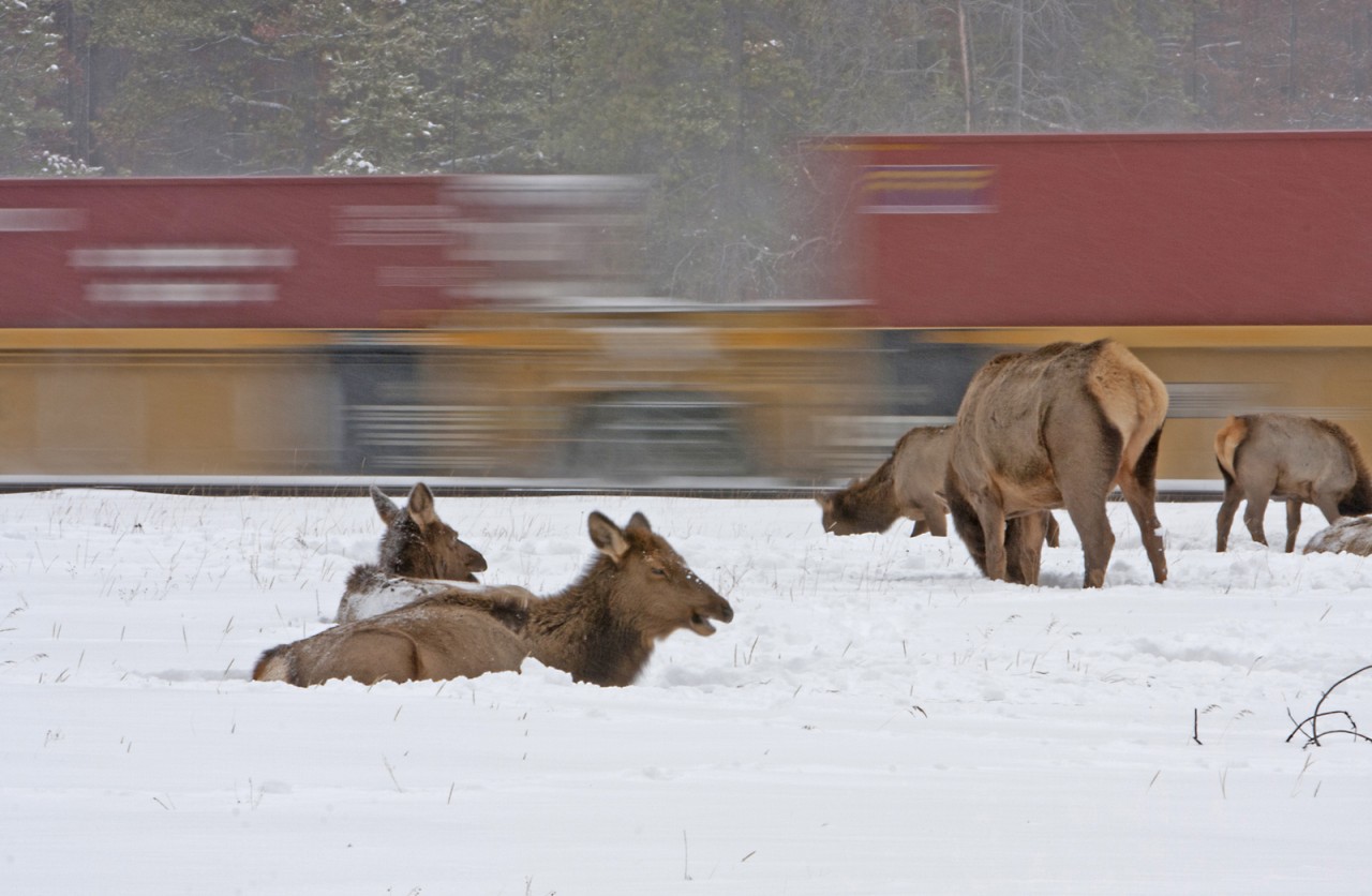 A herd of grazing elk pay little attention to one of the many freight trains on CN's Edson Subdivision