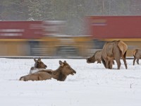 A herd of grazing elk pay little attention to one of the many freight trains on CN's Edson Subdivision