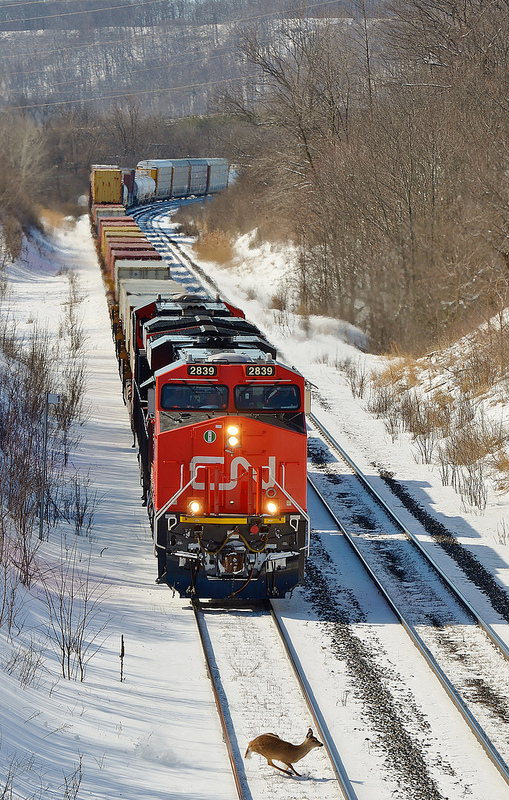 CN e/b coming down the Dundas Hill at the RBG when a deer makes a last mintue dash for it. He made it.