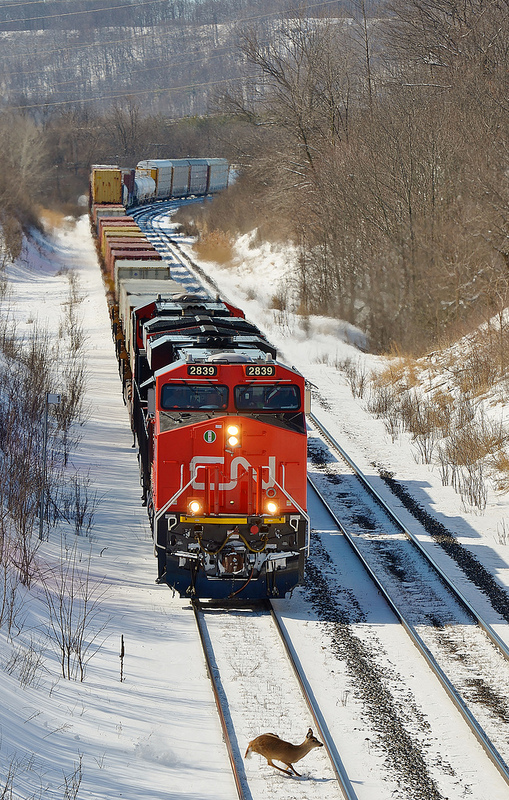 CN e/b coming down the Dundas Hill at the RBG when a deer makes a last mintue dash for it. He made it.