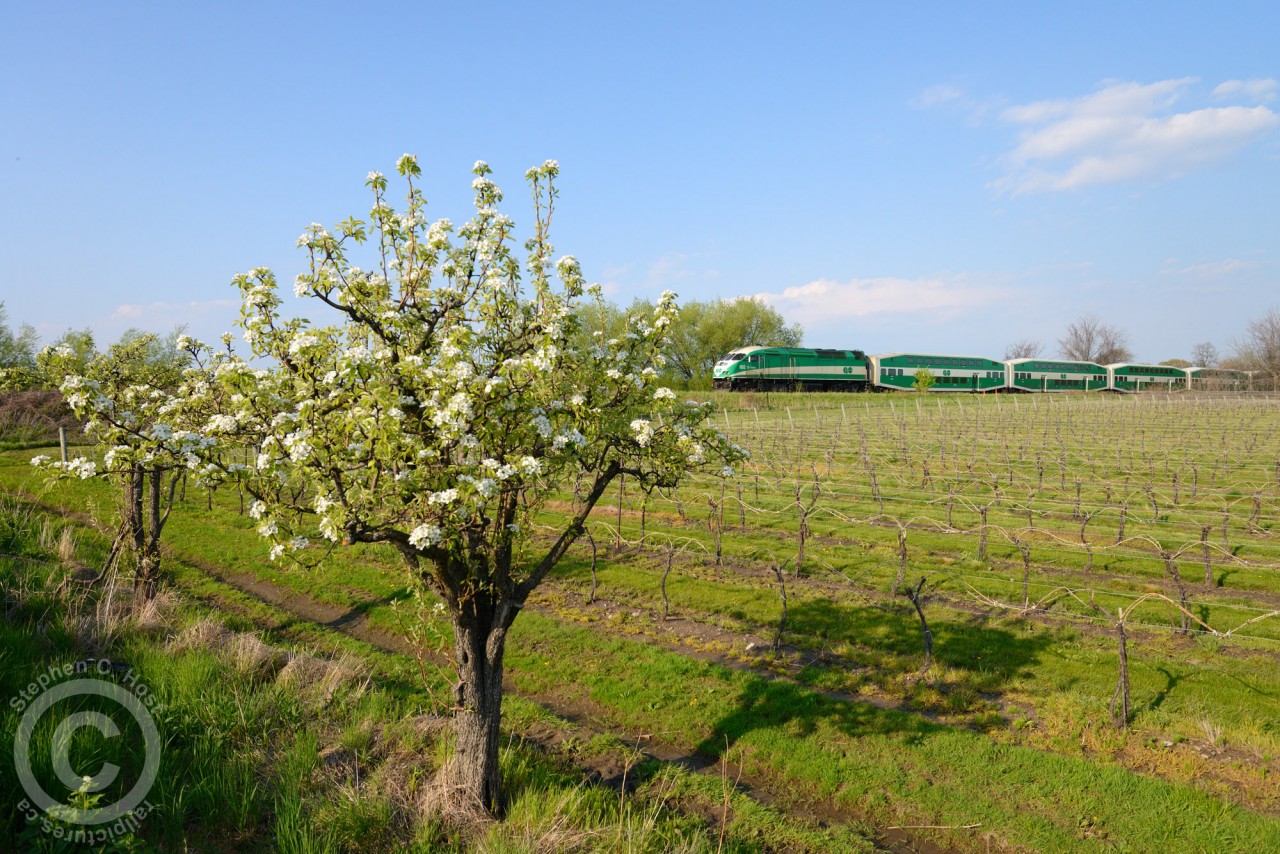 Weekend GO service to Niagara Falls is heading through the blossoming fruit trees and vineyards of Niagara Region at Vineland Ontario.