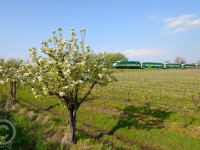 Weekend GO service to Niagara Falls is heading through the blossoming fruit trees and vineyards of Niagara Region at Vineland Ontario.