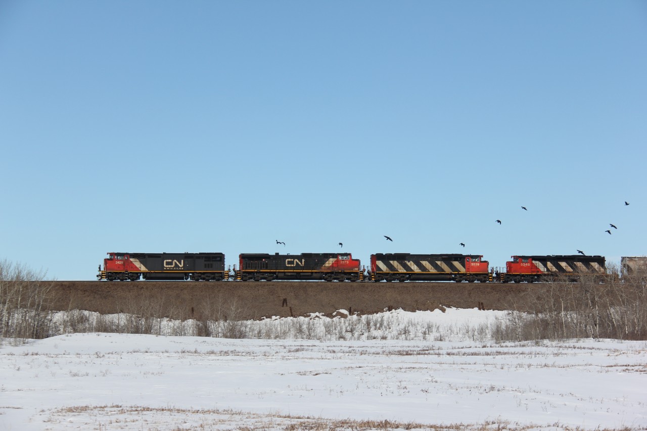 Birds fly as CN 2429 leads a westbound between Heath and Greenshields on CN's Wainwright subdivision.