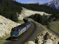 The herd of Rocky Mountain goats are oblivious to VIA's finest as it rolls towards Jasper.