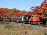 The northbound ACR passenger train passes through fall colours as it approaches Northland.