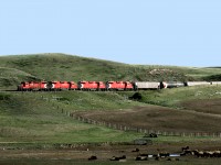 Eastward from Shaunavon Sask, CP's Assiniboia Tramp passes a buffalo herd just west of the former Crichton station in the Notukeu valley. The line is currently,2014, operated by GWR 