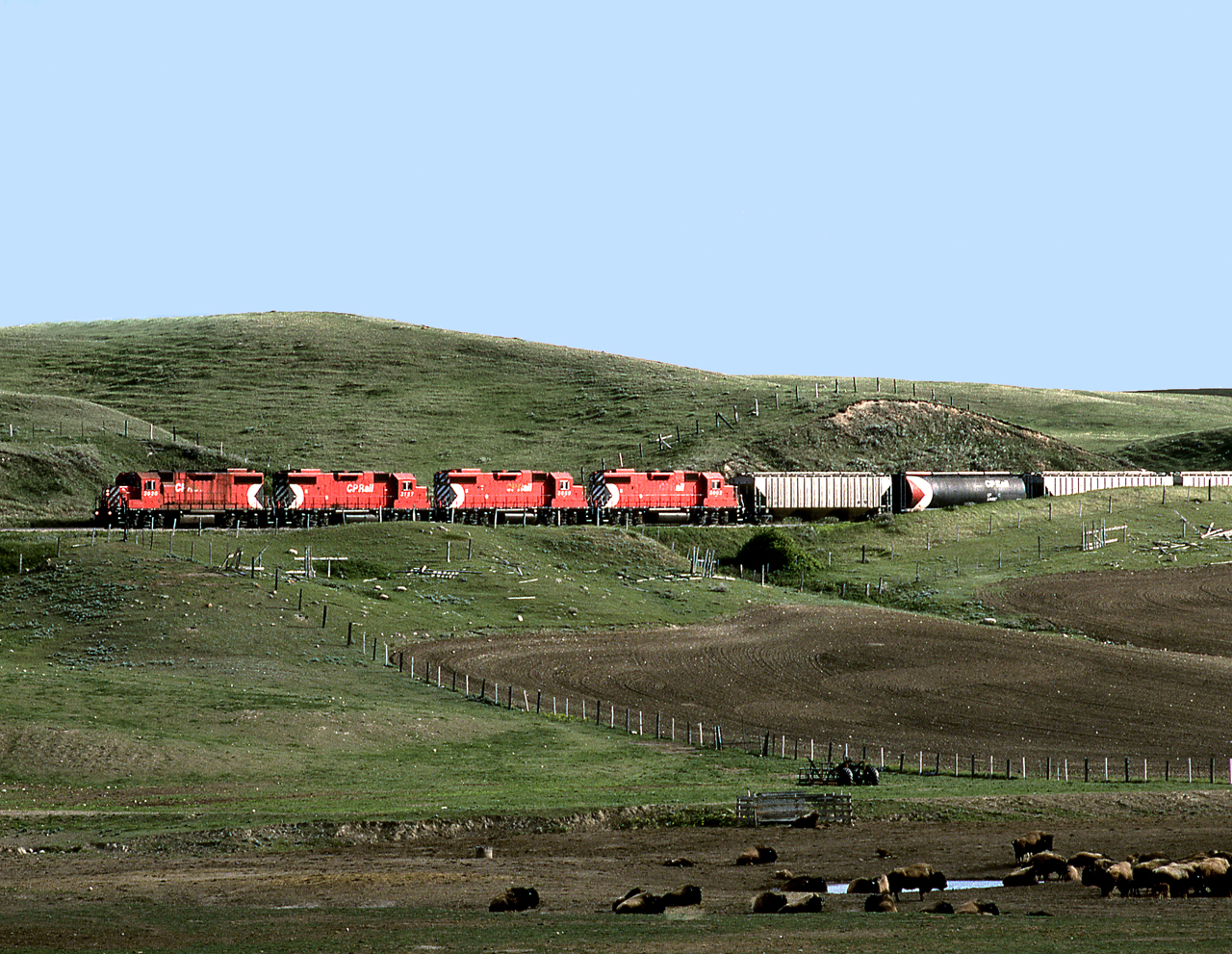 Eastward from Shaunavon Sask, CP's Assiniboia Tramp passes a buffalo herd just west of the former Crichton station in the Notukeu valley. The line is currently,2014, operated by GWR