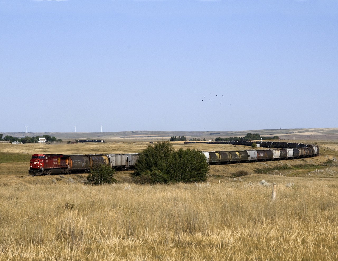 A westward grain pickup, that will out to full lenghth from the elevator at Maple Creek, on the curves just west of the west switch at Carmichael on the Maple Creek Sub.