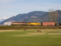 It has become a rare treat these days to catch a BC Rail painted locomotive leading a train in Western Canada, since the sale of BC Rail to CN in mid-2004. CN 354 (Thornton Yard - Prince George, BC) is seen with BCOL C44-9WL 4644 and CN C40-8 2021, still sporting its UP Armour Yellow, heading through Matsqui Junction for the Mission Bridge crossing to CPs Cascade Sub, as per the directional running agreement. 4644 still has her KL5 horn and was a nice addition to hear. 

