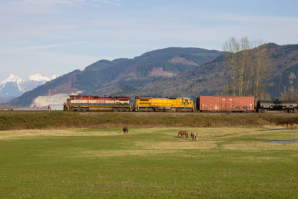 It has become a rare treat these days to catch a BC Rail painted locomotive leading a train in Western Canada, since the sale of BC Rail to CN in mid-2004. CN 354 (Thornton Yard - Prince George, BC) is seen with BCOL C44-9WL 4644 and CN C40-8 2021, still sporting its UP Armour Yellow, heading through Matsqui Junction for the Mission Bridge crossing to CPs Cascade Sub, as per the directional running agreement. 4644 still has her KL5 horn and was a nice addition to hear.