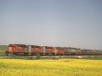 CP SD40-2 5996 leads a southbound train from Edmonton to Calgary past of field of canola.