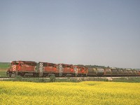 CP SD40-2 5996 leads a southbound train from Edmonton to Calgary past of field of canola. 